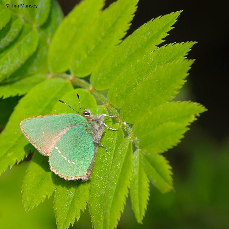 Green Hairstreak 010510_5 .jpg